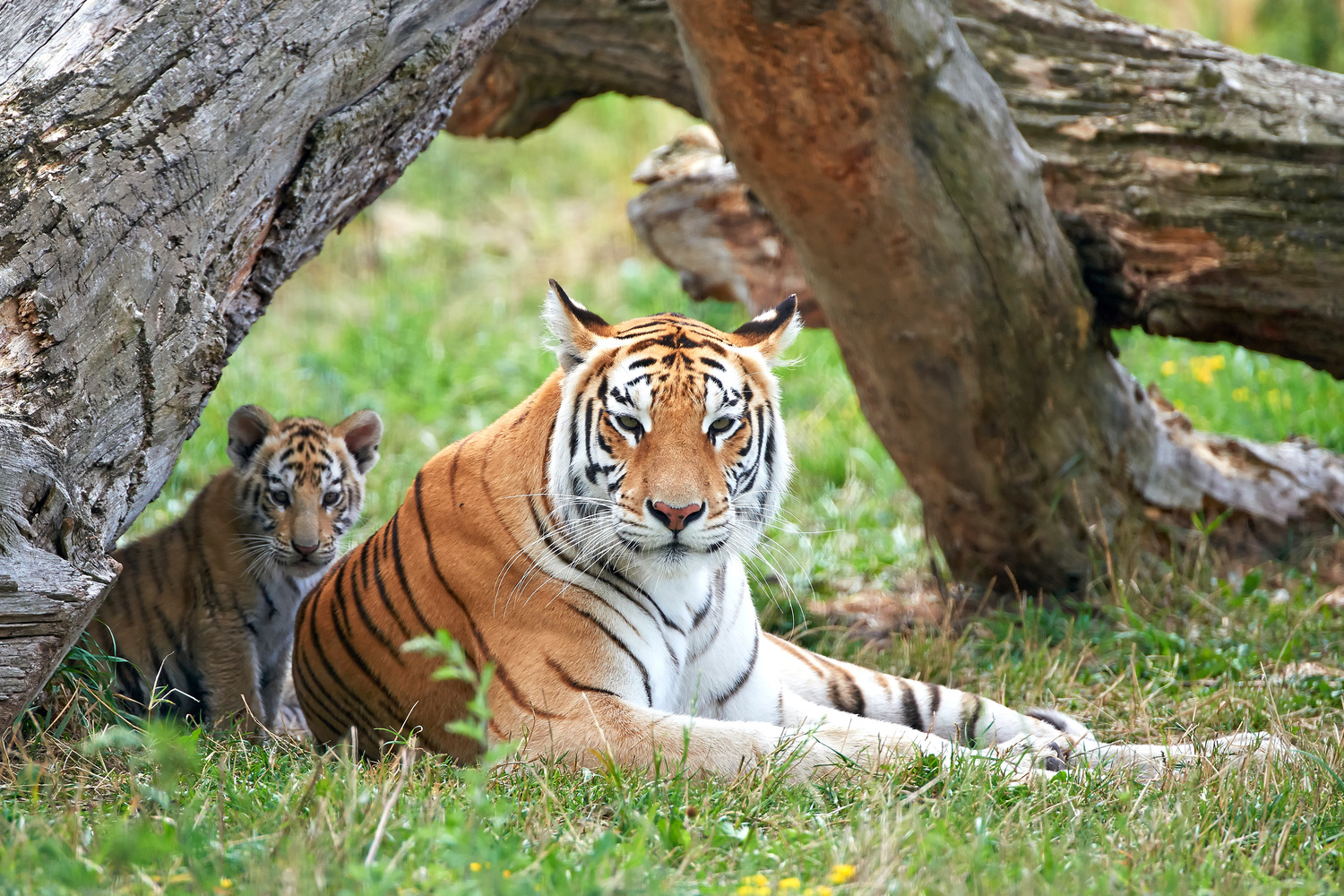 Tigers Near Extinction
