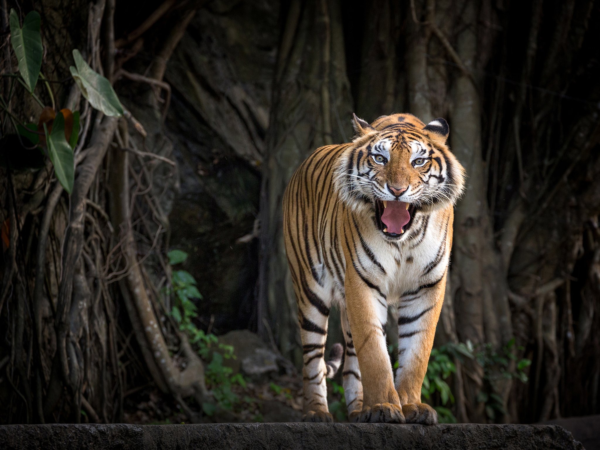 Elképesztő információk a tigrisekről – a legnagyobb élő macska